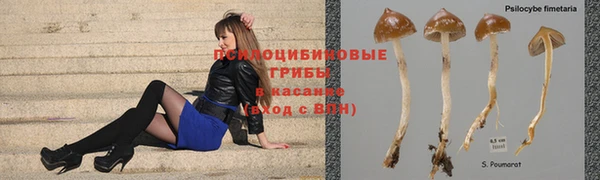 хмурый Аркадак